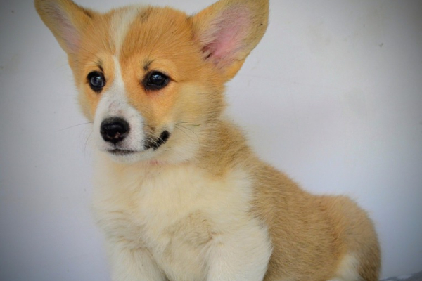 Ogłoszenie - Welsh Corgi Pembroke – Piękne szczenięta - Ochota