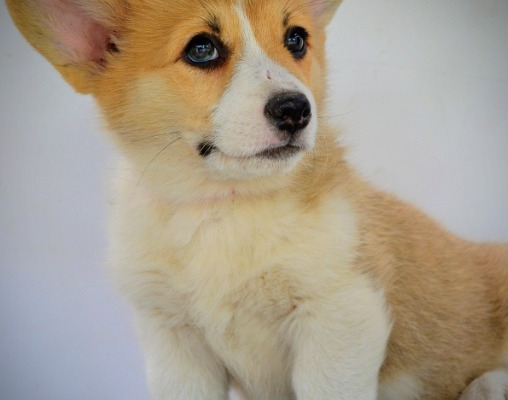 Ogłoszenie - Welsh Corgi Pembroke – Piękne szczenięta - Ochota