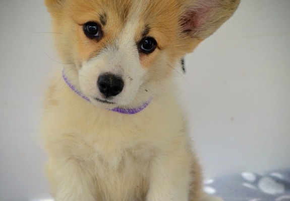 Ogłoszenie - Welsh Corgi Pembroke – Piękne szczenięta - Ochota