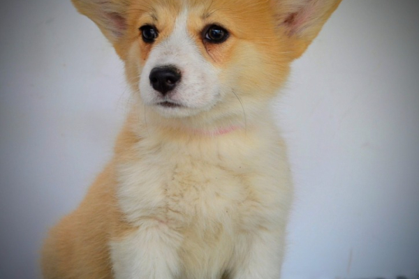 Ogłoszenie - Welsh Corgi Pembroke – Piękne szczenięta - Ochota