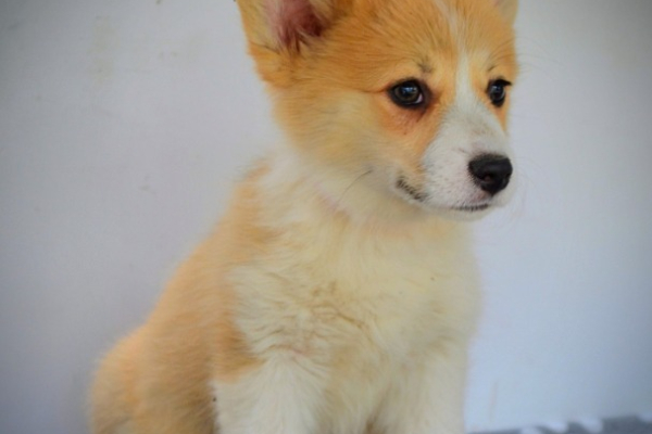 Ogłoszenie - Welsh Corgi Pembroke – Piękne szczenięta - Ochota