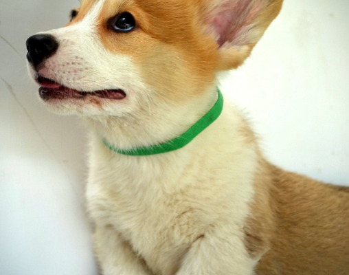 Ogłoszenie - Welsh Corgi Pembroke – Piękne szczenięta - Ochota