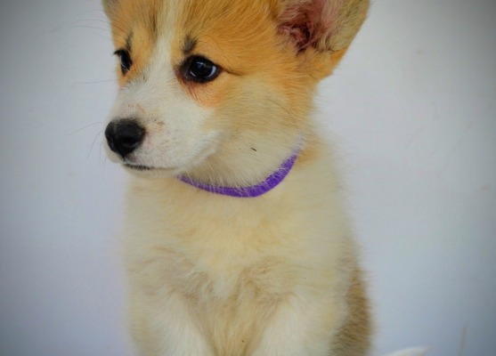 Ogłoszenie - Welsh Corgi Pembroke – Piękne szczenięta - Ochota