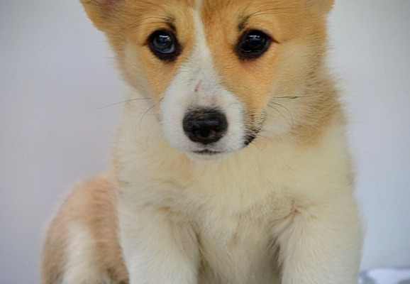 Ogłoszenie - Welsh Corgi Pembroke – Piękne szczenięta - Ochota