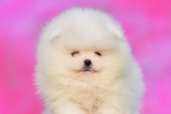 Ogłoszenie - Pomeranian Boo Szczenięta - Mokotów