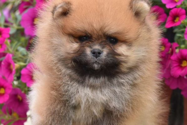 Ogłoszenie - Pomeranian Boo Szczenięta - Mokotów