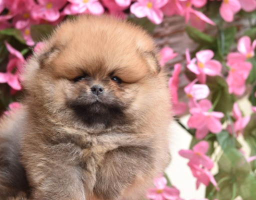 Ogłoszenie - Pomeranian Boo Szczenięta - Mokotów