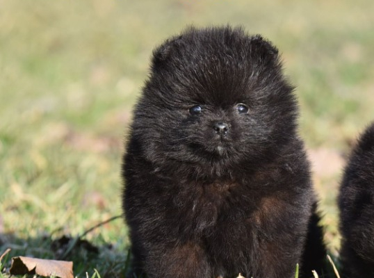 Ogłoszenie - Pomeranian Boo Szczenięta