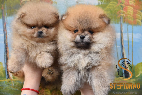 Ogłoszenie - Pomeranian Boo Szczenięta