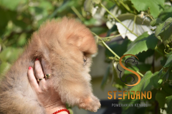 Ogłoszenie - Pomeranian Boo Szczenięta