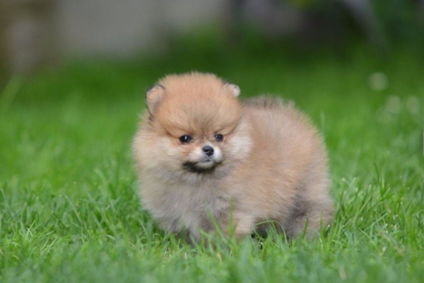 Ogłoszenie - Pomeranian Spitz – Piękne szczenięta. Zdjęcie 1