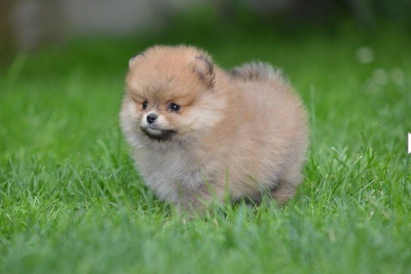 Ogłoszenie - Pomeranian Spitz – Piękne szczenięta. Zdjęcie 3