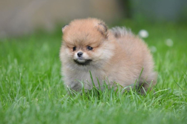 Ogłoszenie - Pomeranian Spitz – Piękne szczenięta. Zdjęcie 4
