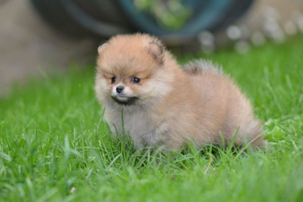 Ogłoszenie - Pomeranian Spitz – Piękne szczenięta. Zdjęcie 2