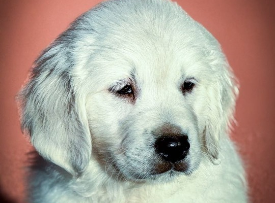 Ogłoszenie - Golden Retriever Piękne Szczenięta. Zdjęcie 1