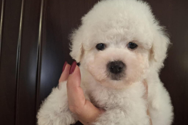Ogłoszenie - Bichon Frisé Szczenięta. Zdjęcie 1