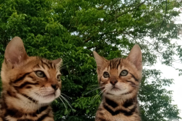 Ogłoszenie - Kocięta bengalskie. Zdjęcie 9