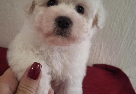 Ogłoszenie - Bichon Frisé Szczenięta. Zdjęcie 3