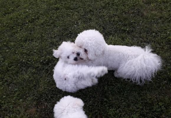 Ogłoszenie - Bichon Frisé Szczenięta. Zdjęcie 2