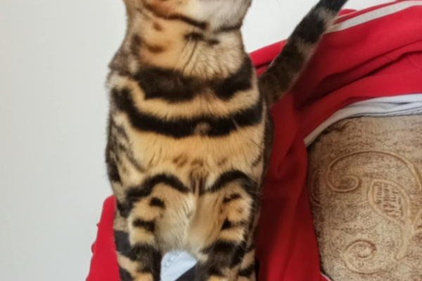Ogłoszenie - Kocięta bengalskie. Zdjęcie 4