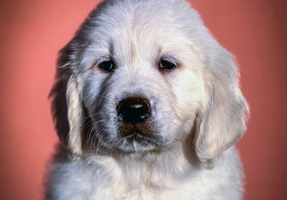 Ogłoszenie - Golden Retriever Piękne Szczenięta. Zdjęcie 2