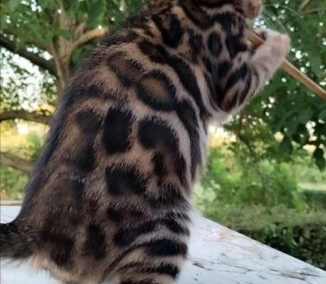 Ogłoszenie - Kocięta bengalskie. Zdjęcie 5
