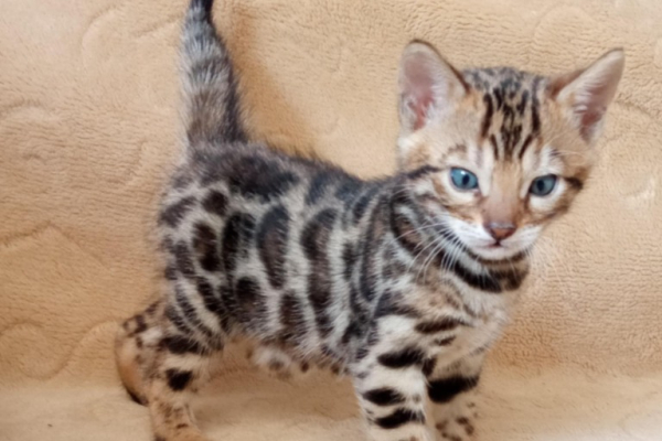 Ogłoszenie - Kocięta bengalskie. Zdjęcie 3