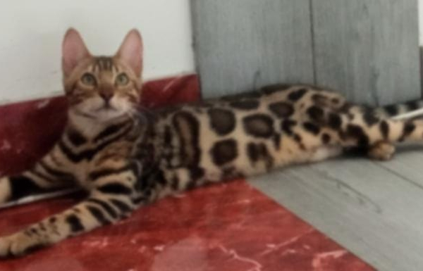 Ogłoszenie - Kocięta bengalskie. Zdjęcie 2