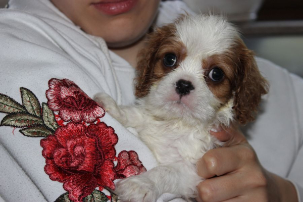 Ogłoszenie - Cavalier King Charles Spaniel szczeniaczki ZKwP po CH.PL.. Zdjęcie 1