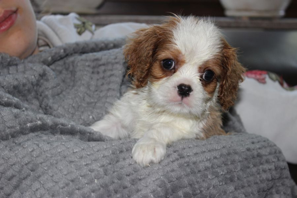 Ogłoszenie - Cavalier King Charles Spaniel szczeniaczki ZKwP po CH.PL.. Zdjęcie 2
