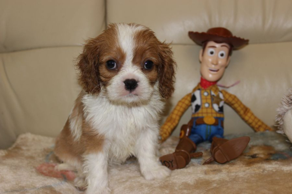 Ogłoszenie - Cavalier King Charles Spaniel szczeniaczki ZKwP po CH.PL.. Zdjęcie 3