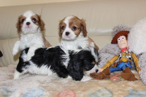 Ogłoszenie - Cavalier King Charles Spaniel szczeniaczki ZKwP po CH.PL.. Zdjęcie 4