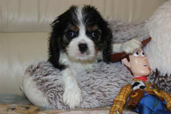 Ogłoszenie - Cavalier King Charles Spaniel szczeniaczki ZKwP po CH.PL.. Zdjęcie 7
