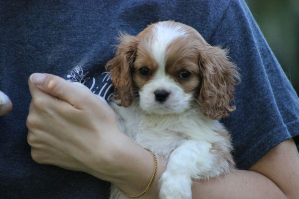Ogłoszenie - Cavalier King Charles Spaniel szczeniaczki ZKwP po CH.PL.. Zdjęcie 1