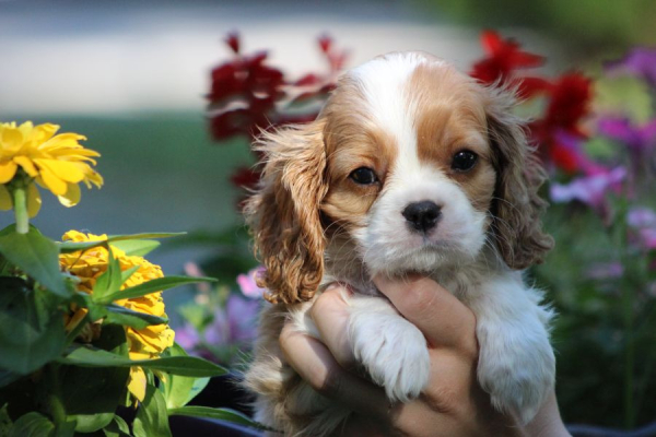 Ogłoszenie - Cavalier King Charles Spaniel szczeniaczki ZKwP po CH.PL.. Zdjęcie 2