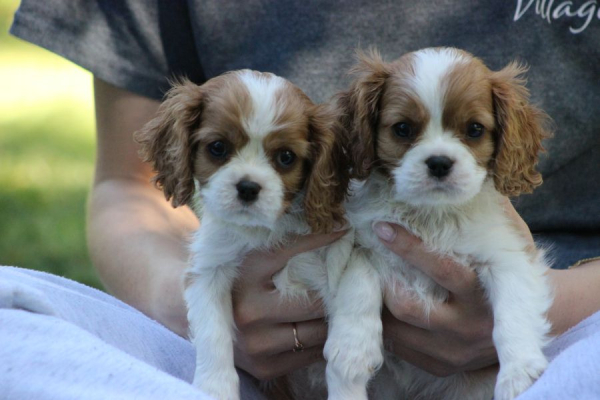 Ogłoszenie - Cavalier King Charles Spaniel szczeniaczki ZKwP po CH.PL.. Zdjęcie 4