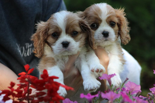 Ogłoszenie - Cavalier King Charles Spaniel szczeniaczki ZKwP po CH.PL.. Zdjęcie 6