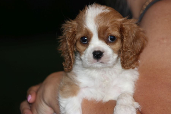 Ogłoszenie - Cavalier King Charles Spaniel szczeniaczki ZKwP po CH.PL.. Zdjęcie 3