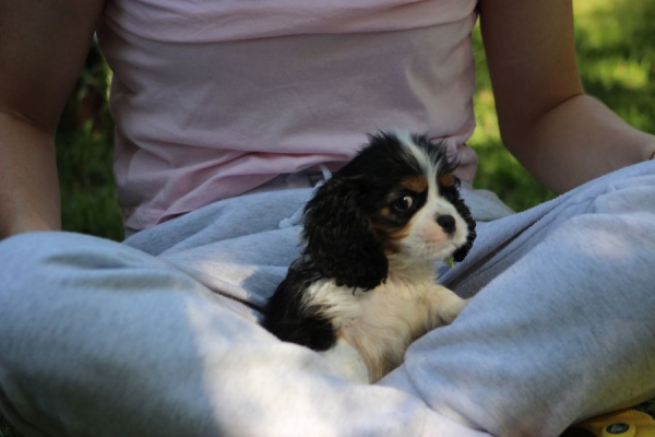 Ogłoszenie - Cavalier King Charles Spaniel szczeniaczki ZKwP po CH.PL.. Zdjęcie 7