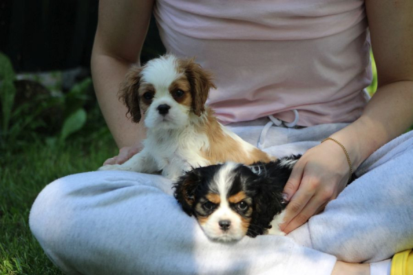 Ogłoszenie - Cavalier King Charles Spaniel szczeniaczki ZKwP po CH.PL.. Zdjęcie 8