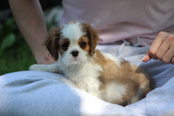 Ogłoszenie - Cavalier King Charles Spaniel szczeniaczki ZKwP po CH.PL.. Zdjęcie 9