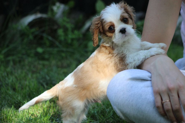 Ogłoszenie - Cavalier King Charles Spaniel szczeniaczki ZKwP po CH.PL.. Zdjęcie 10