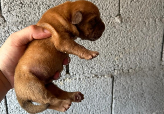 Ogłoszenie - Szczenięta Dogue de Bordeaux. Zdjęcie 3