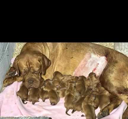 Ogłoszenie - Szczenięta Dogue de Bordeaux. Zdjęcie 2