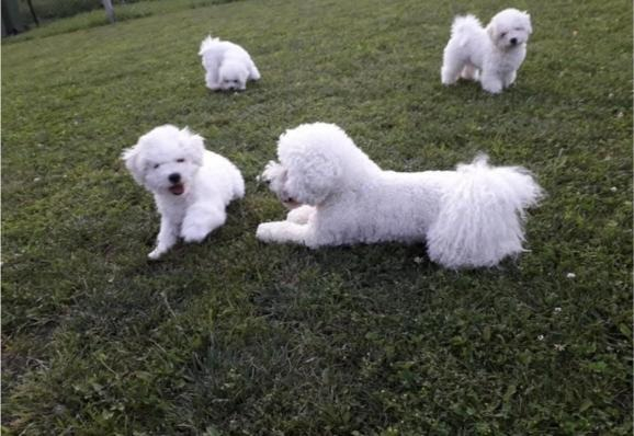 Ogłoszenie - Bichon Frisé Szczenięta. Zdjęcie 4