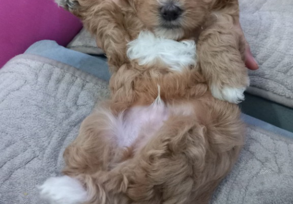 Ogłoszenie - Maltipoo – piękne szczenięta na sprzedaż. Zdjęcie 1