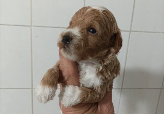 Ogłoszenie - Maltipoo – piękne szczenięta na sprzedaż. Zdjęcie 2