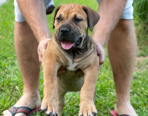 Ogłoszenie - Mastif południowoafrykański – szczenięta Boerboel. Zdjęcie 1