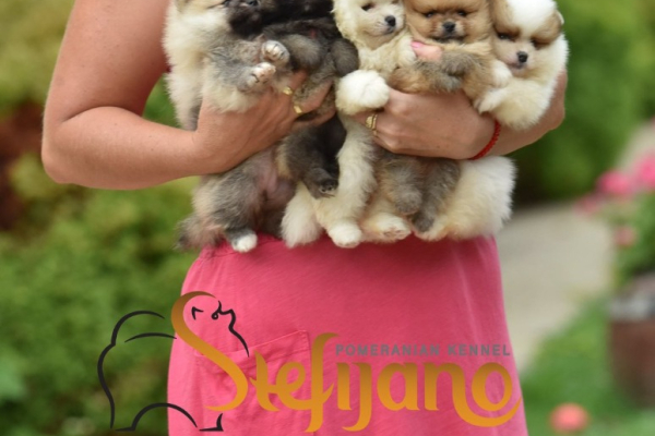 Ogłoszenie - Pomeranian Boo Szczenięta. Zdjęcie 2