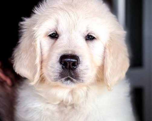 Ogłoszenie - Golden Retriever Piękne Szczenięta. Zdjęcie 3